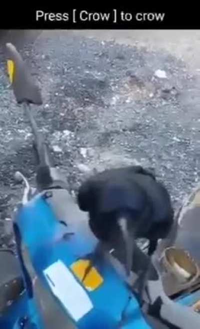 ⬛🐦