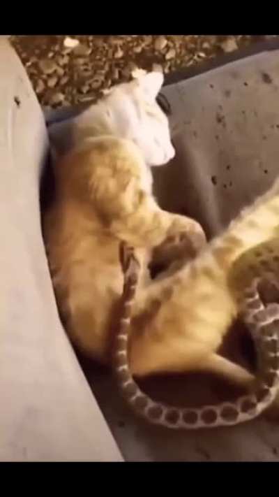Boss fight