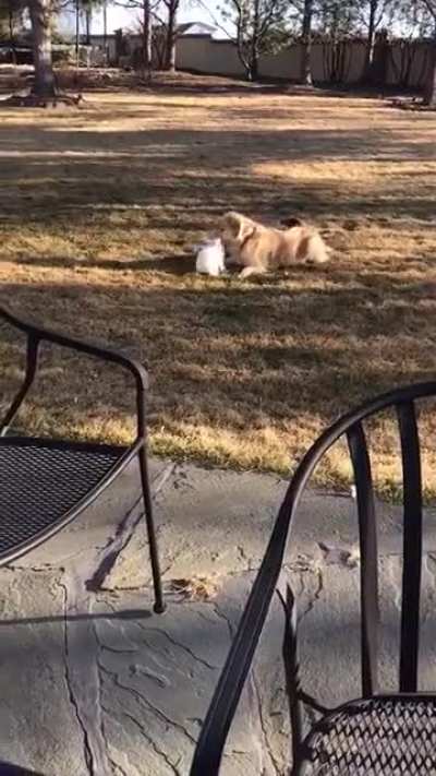 To have a playmate is all we care about