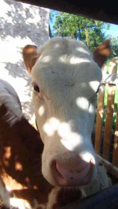 PLEASE DON'T BE MEAN, I'M NEW AND I LOVE COWS (*ﾉωﾉ)