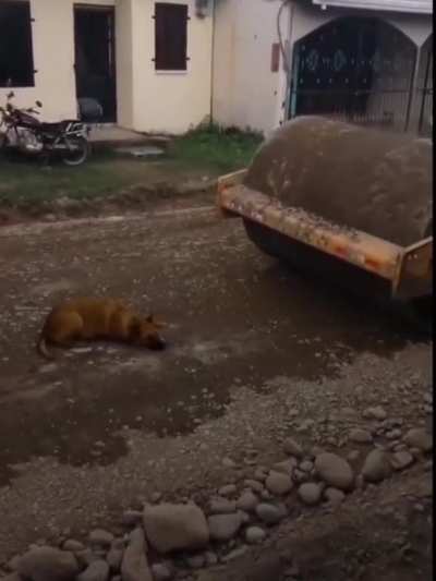 caralho coitado
