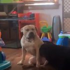Not just humans!