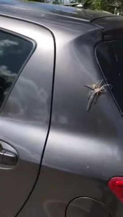An unlikely hero swoops in to save a woman from a huge spider