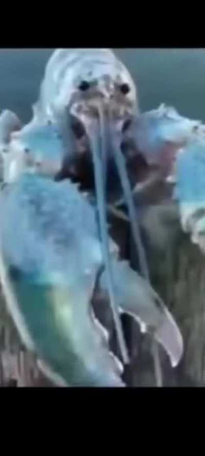 blue lobster jumpscare
