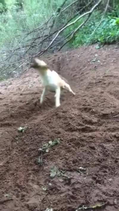 Gonna throw & fetch myself, no need hoomans..