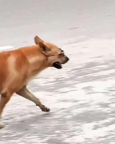 Local doggo too cool for town