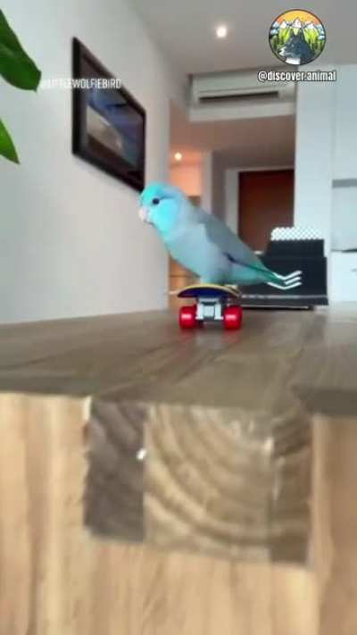 That's some talent!