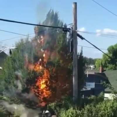 That tree didn’t stand a chance