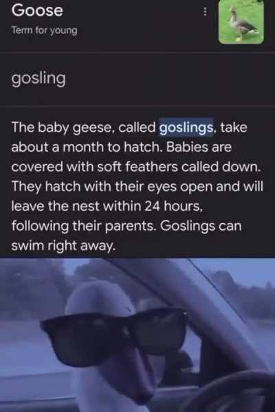 Goose