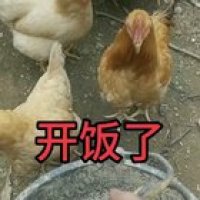 Just some Chinese chickens eating.