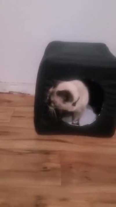 My kitty is blind