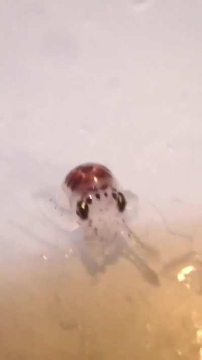 Baby Octopus