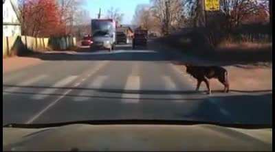 This dog understands way better than half of my country fellow