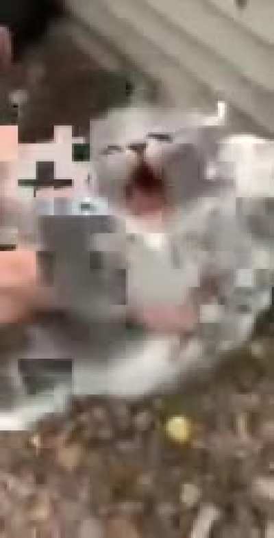 just a cat.