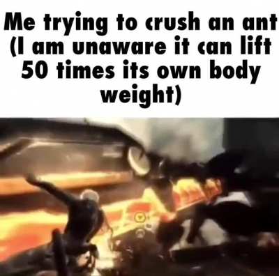 Australian Ants are Crazy af