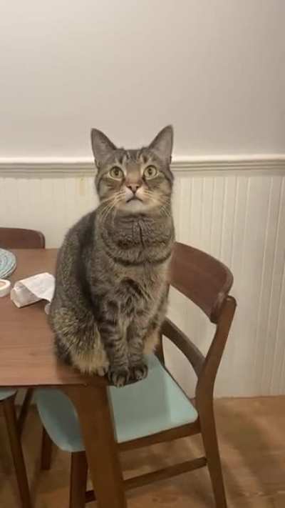 He knows he’s not supposed to sit on the table