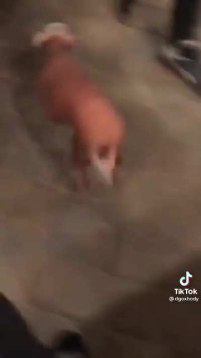To pet the dog