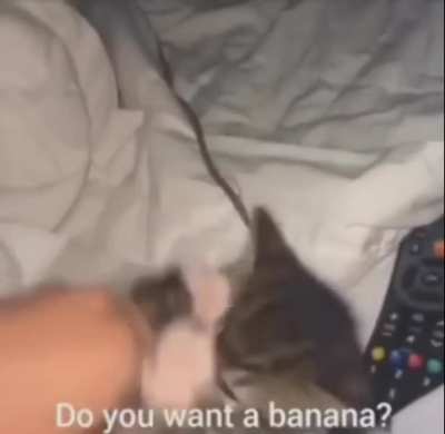 Cats&Bananas