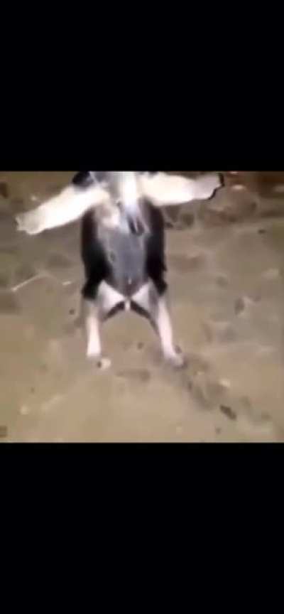Guardo, Blocker of Paths..