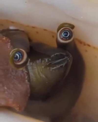 This conch snail