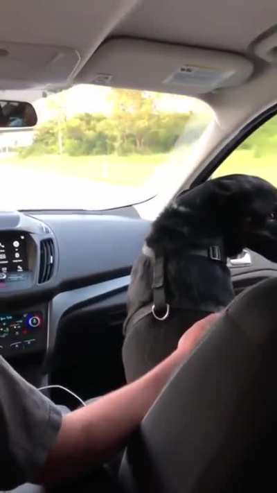 This good boy ducking its head every time they drive under an overpass