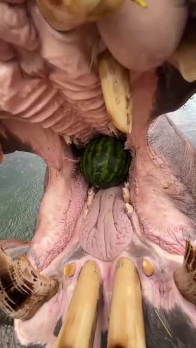 Inside a hippos mouth
