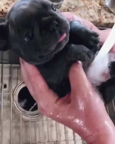 bath time of my dog