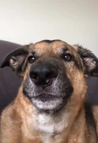 To not bark at the delivery man