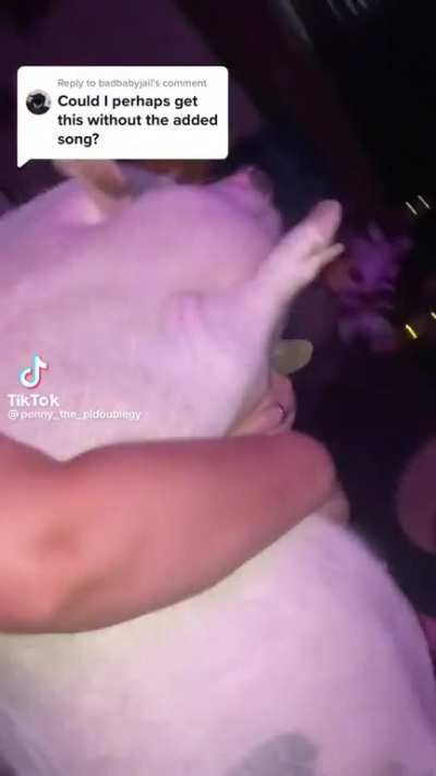 Pig