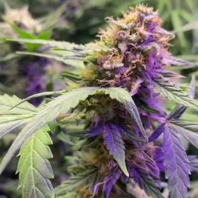 Amnesia ☃️