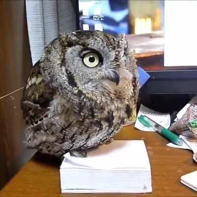 This guy sings when he needs attention