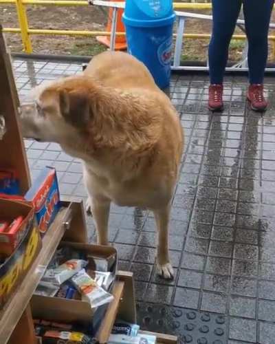 Perro cobrando por protección