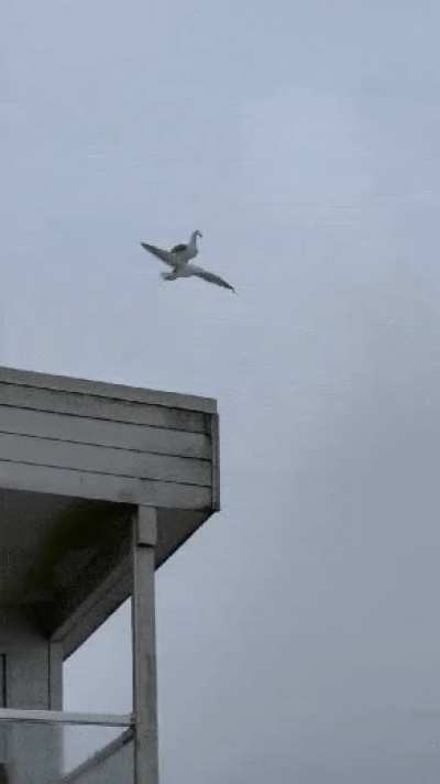 Uma das criaturas que o cellbit não conseguiu mostrar de santo berço, a gaivota na gaivota.