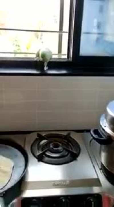 This Parrot comes at window to have good home cooked rotis. Nothing beats home cooked food.