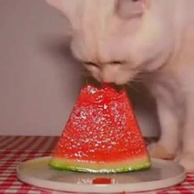 cat eating woturmelun