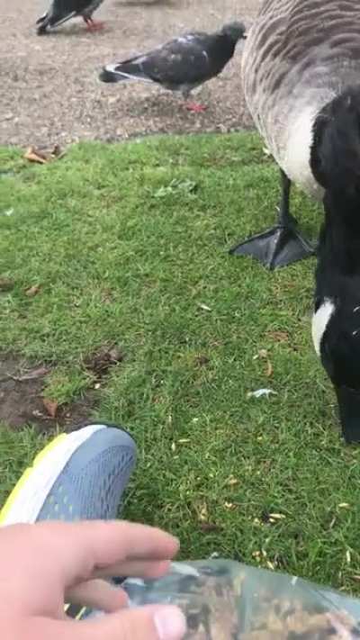 I was just feeding this goose