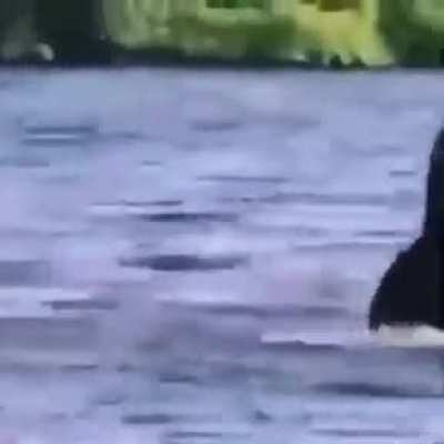 To jump into the water, only to realize it's way too cold