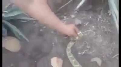 Guy touches a rattlesnake’s severed head and gets bitten
