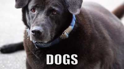The 'Picture Of Fat Dogs' Metal Song