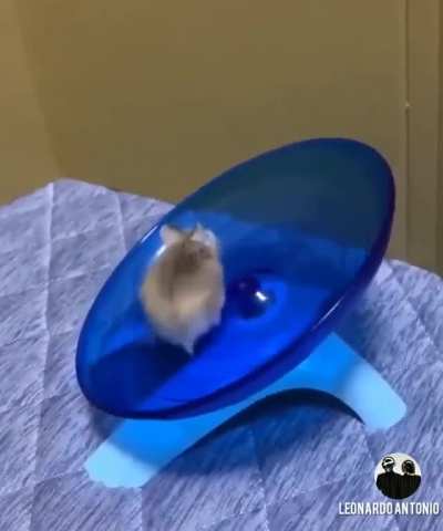 Contemple o hamster velocista ao som de Daft Punk