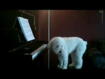 Stray dog