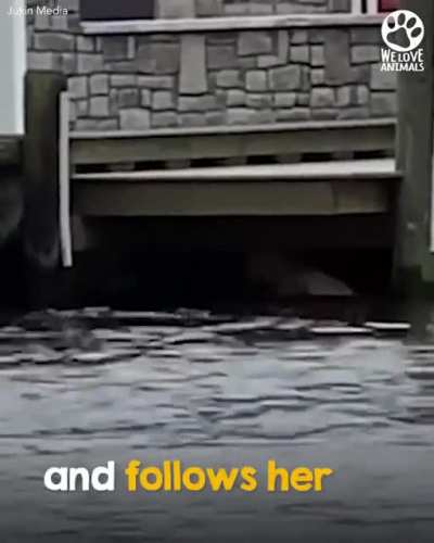 This compassionate man jumps into the water and swims after a baby deer in trouble 👏❤️