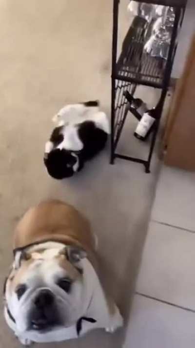 Cats lol
