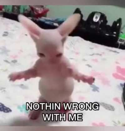 rule cat