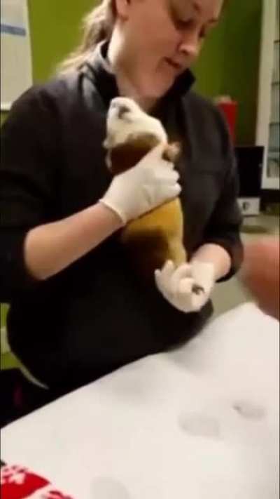 Something tells me that guinea pig wants out of the vet's office.