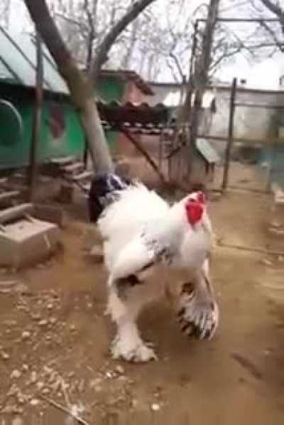 Named Merakli, this giant cock who lives on a farm in Kosovo, stands at 3ft tall and weighs in at 7.7kg - more than two stone heavier than the average bird of his kind.