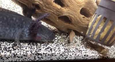 Letting Lenny try feeders