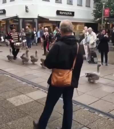 Geese