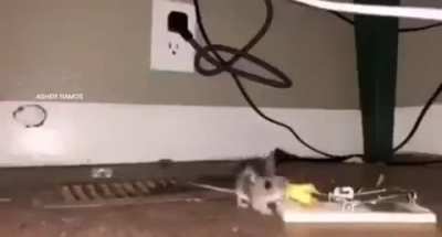 What the mouse doing