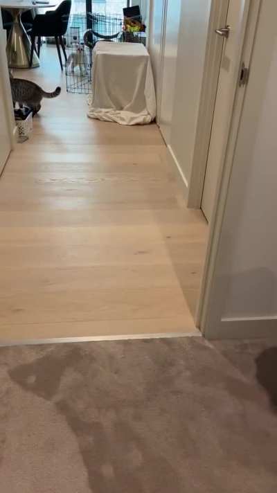 Cute cats are terrified by their owner's new appearance